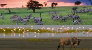 A diverse landscape of the Serengeti, showcasing zebras, flamingos, and a wildebeest