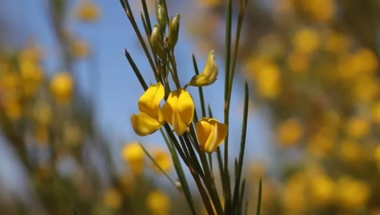 Close up view of a yellow Aspalathus linearis