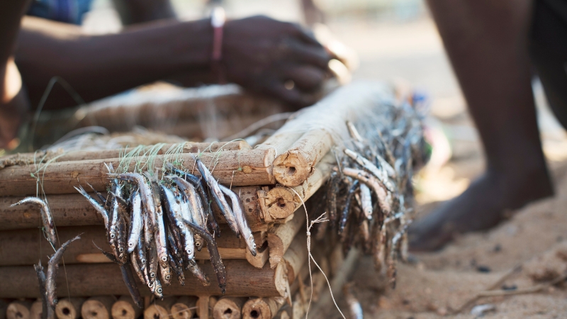 Freshly caught small fish hanging on a handmade bamboo fishing trap in a West African coastal community