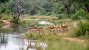 A herd of antelopes standing near the water’s edge in Yankari National Park, Nigeria, surrounded by lush greenery
