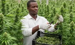 A farmer carefully harvests cannabis buds in a greenhouse