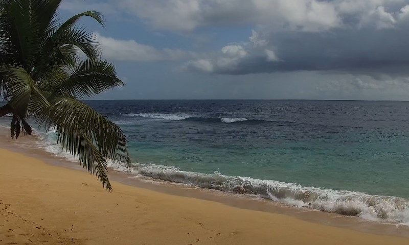 A scenic beach in Ghana featuring palm trees and gentle waves lapping at the shore