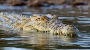 Close-up of a Nile crocodile’s head above water, eyes focused while body stays submerged