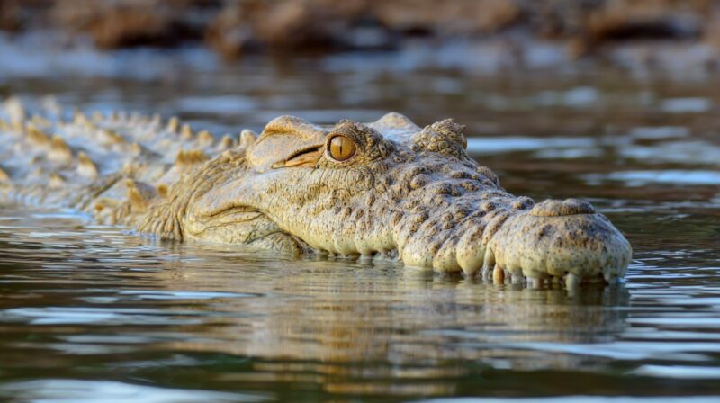 Close-up of a Nile crocodile’s head above water, eyes focused while body stays submerged
