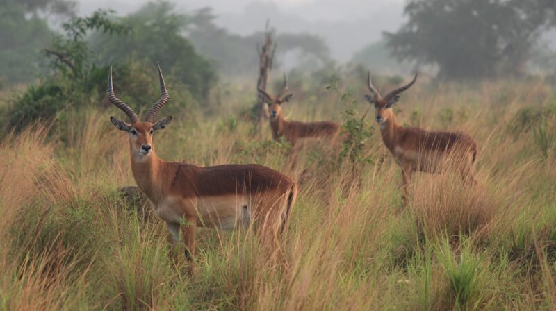 complete-wildlife-travel-guide-to-yankari-national-park-in-nigeria-for