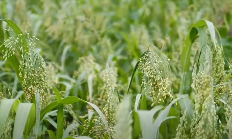 Morning light illuminates a lush millet field