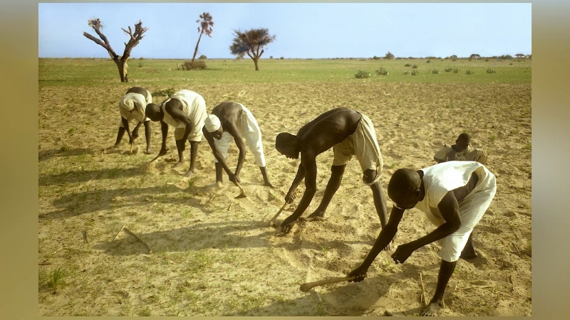 Kanuri farmers work together in dry fields, cultivating crops in the Lake Chad region