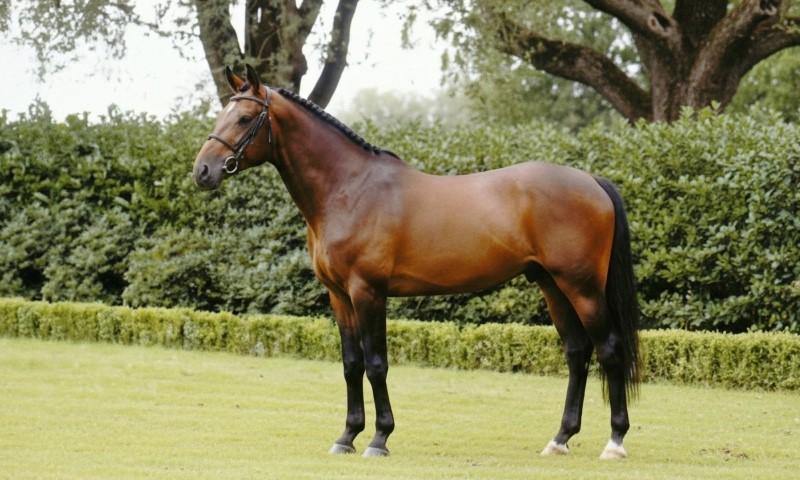 A brown horse standing in a lush green field
