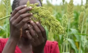 A woman wearing a red shirt is proudly holding a cluster of lush green plants in her hands