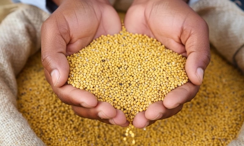 A person holding millet grains in his hands