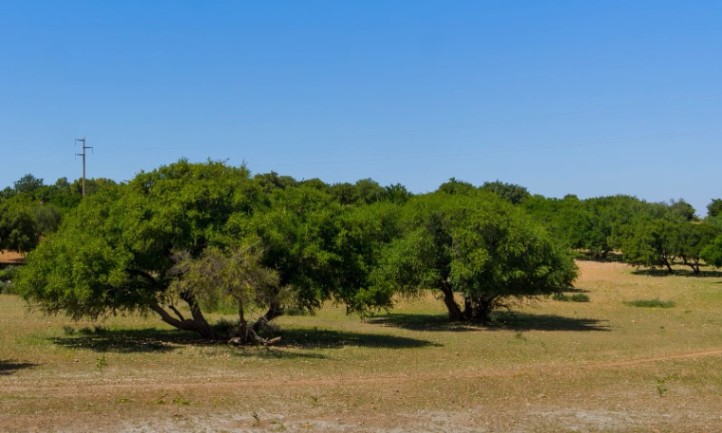 Argan trees