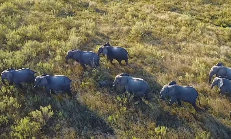 Aerial view of a herd of elephants walking through grassy savannah