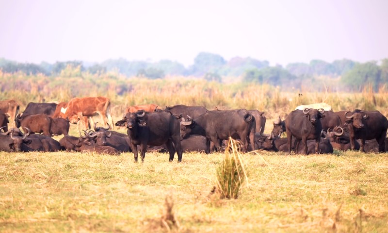 A herd of buffaloes and a few brown cattle rest on a dry, grassy field