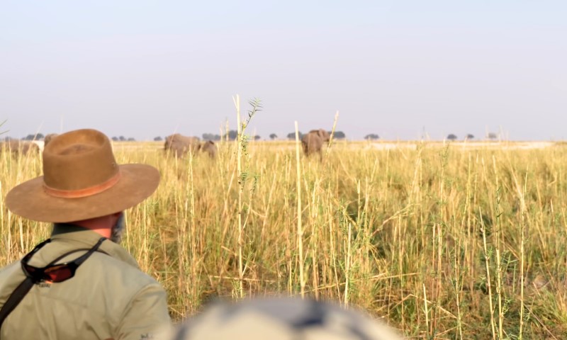 A person in a wide-brimmed hat stands in tall, golden grass observing distant elephants under a clear sky