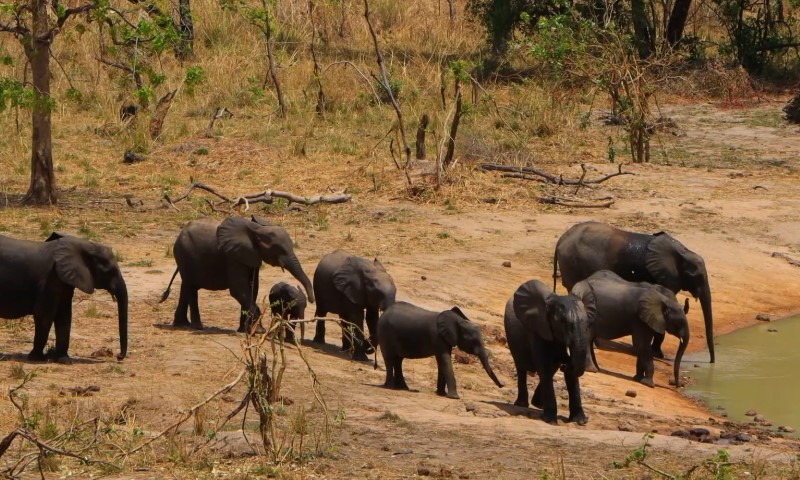 A herd of elephants, including calves, gathers near a muddy waterhole surrounded by sparse trees and dry grass