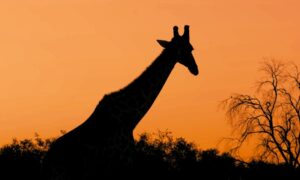 Silhouette of a giraffe against an orange sunset sky, with sparse trees and bushes in the foreground