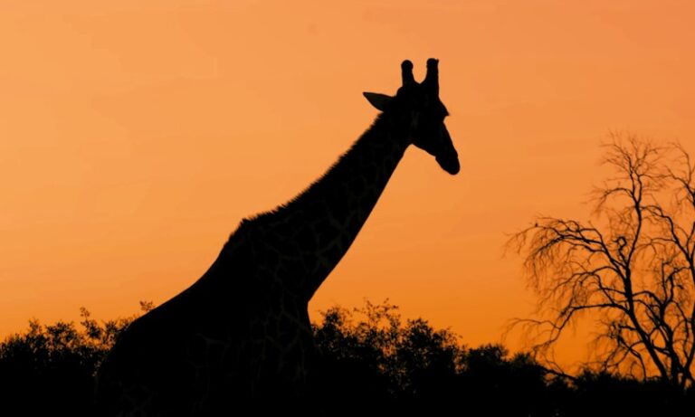 Silhouette of a giraffe against an orange sunset sky, with sparse trees and bushes in the foreground