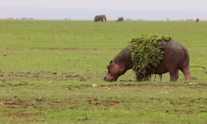 A hippo covered in green foliage walks across a grassy plain