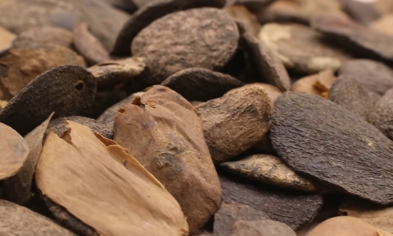 Close-up of scattered, textured akuamma brown seeds or nuts with varied shapes and sizes
