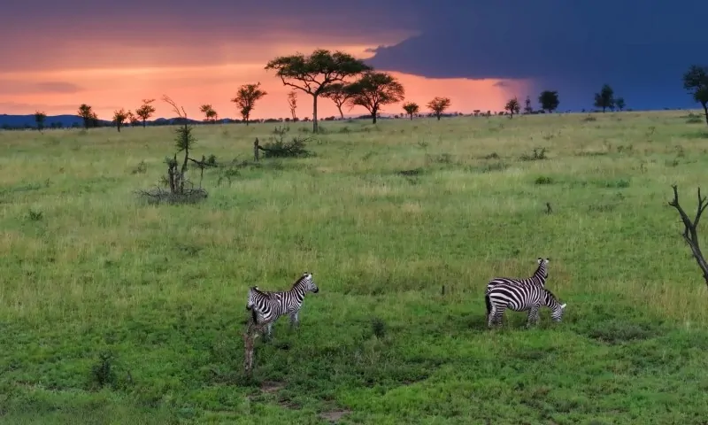 Two zebras stand on a lush, green savannah under a dramatic sunset with orange and purple hues