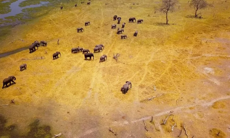 A herd of elephants roams a vast, dry, savannah landscape