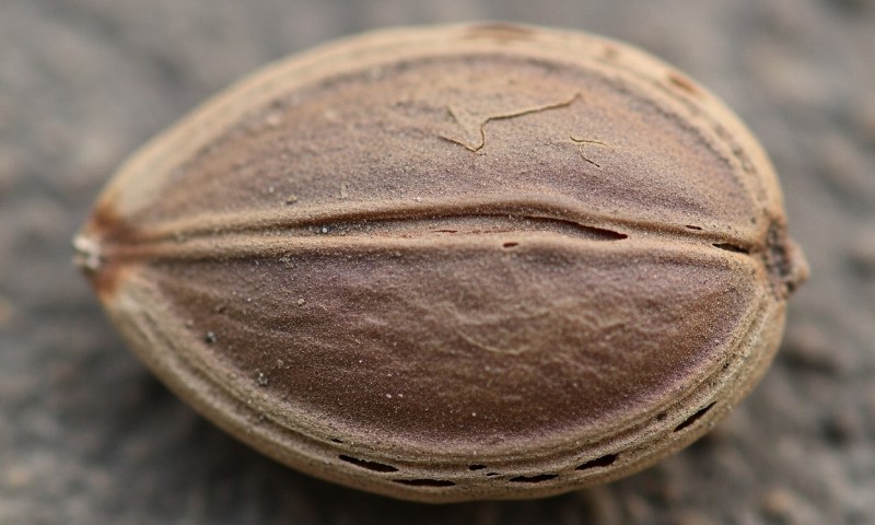 Close-up of a brown, textured akuamma eed with a prominent ridge in a natural setting