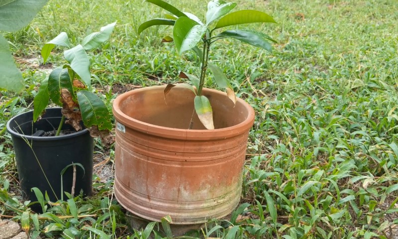 Young akuamma saplings growing in a large terracotta pot