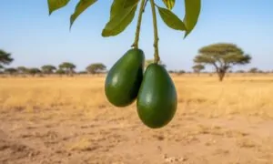 Two green akuammas hang from a branch against a backdrop of a vast, dry savannah